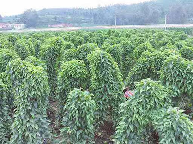 山药根腐病如何根除,山药病害严重是怎么回事