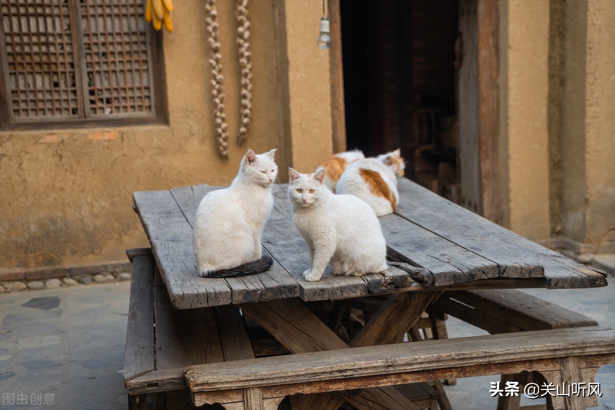 猪来穷狗来富老一辈的俗语,猪来穷狗来富猫儿来披麻布来历