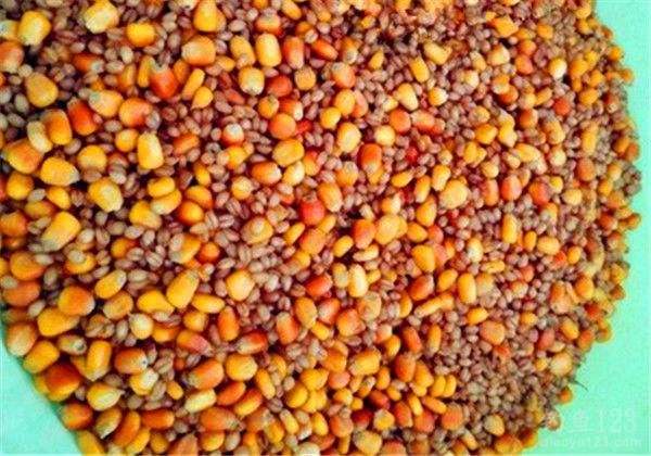 水库钓青鱼手竿线组,5.4手竿钓青鱼怎么调漂