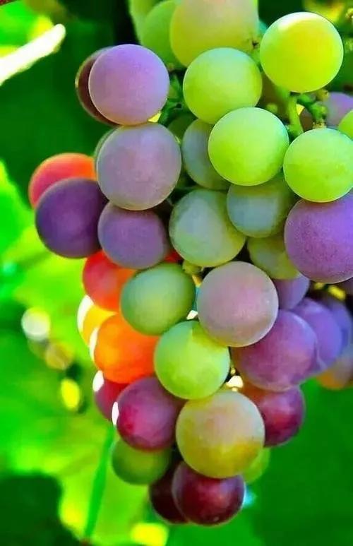 各种常吃水果名和图片,喜欢吃水果了解水果种类