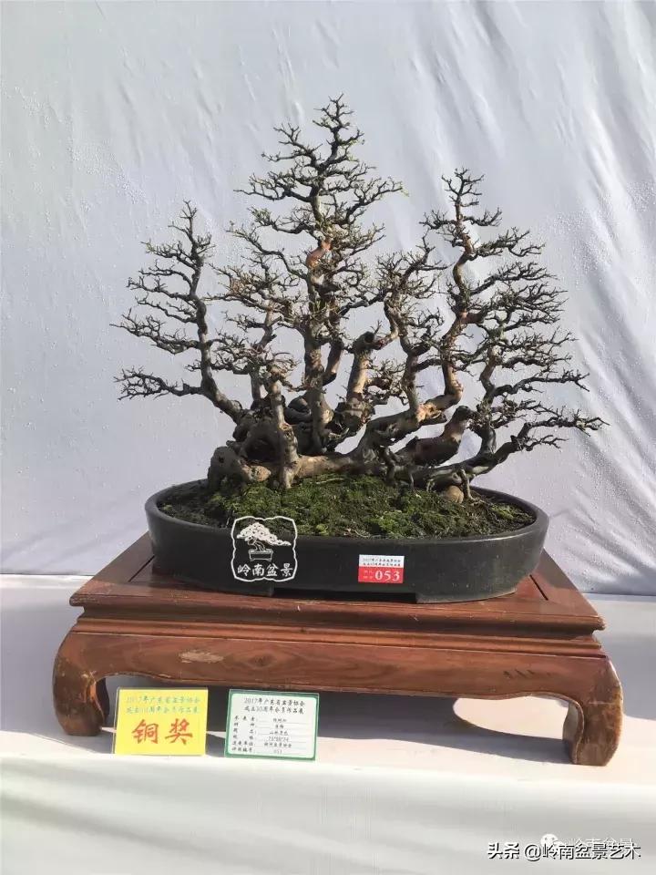 最美的100盆雀梅盆景,雀梅盆景第一年修剪视频