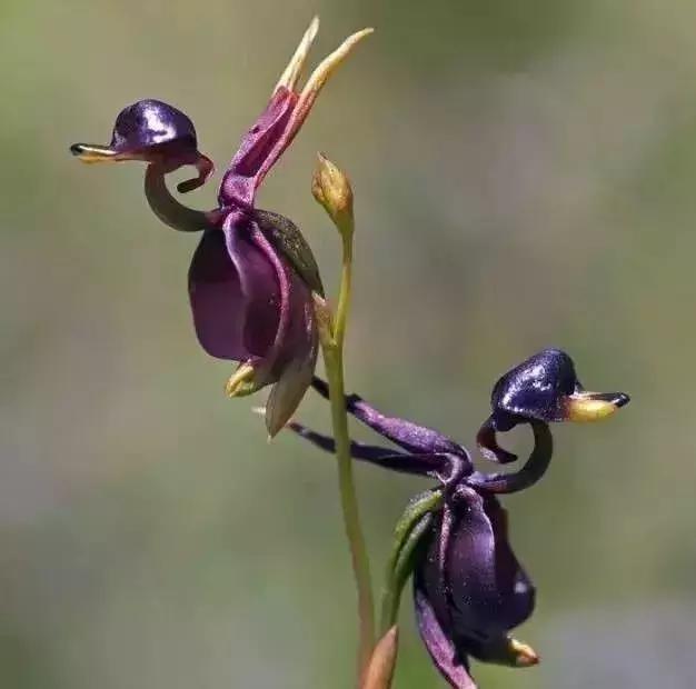 五种最具欣赏价值的兰花,欣赏史上最全的兰花