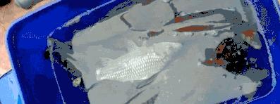 继光水库哪个位置好钓草鱼,继光水库野钓视频