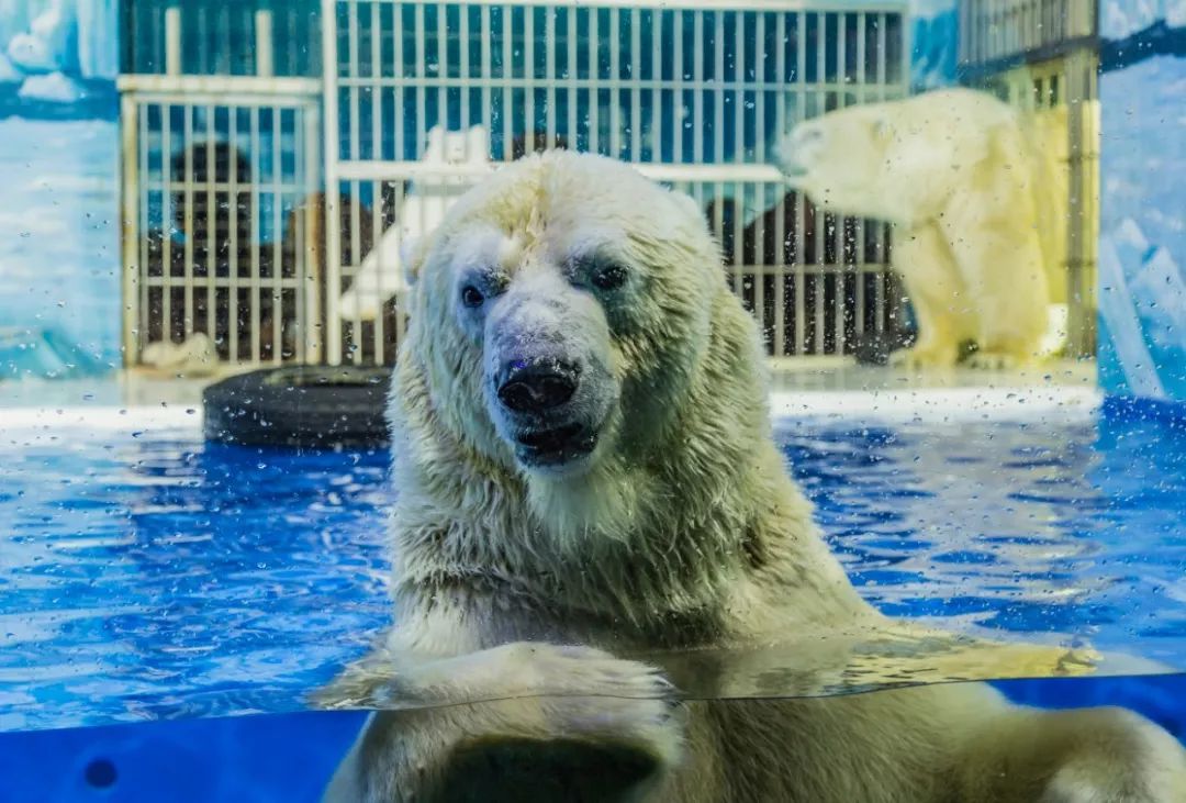 你在寒冷的室外“饥寒交迫”，我在温暖的极地馆“吃喝玩乐”