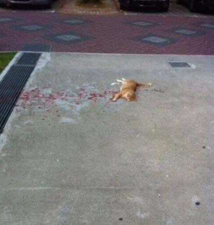 猫咪有血迹,猫咪倒在主人怀里