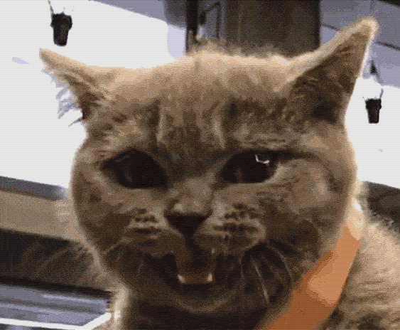 猫咪的八种习性图片,猫咪的七种性格