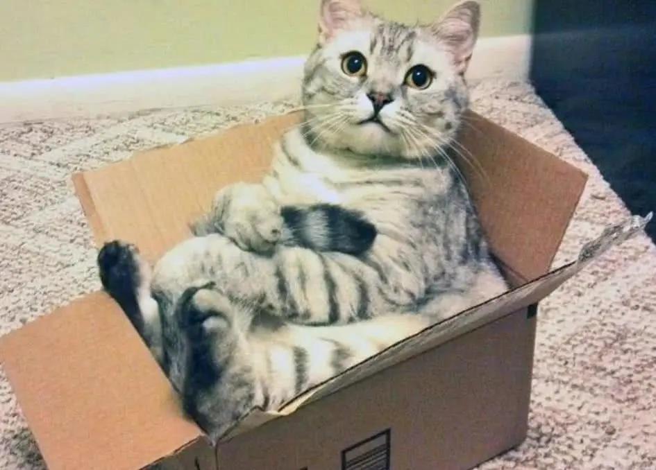 爱因斯坦和玻尔的争论,爱因斯坦和玻尔薛定谔