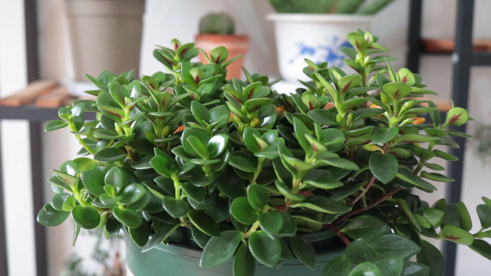 金鱼吊兰小金鱼,金鱼吊兰怎么养才能枝条下垂呢