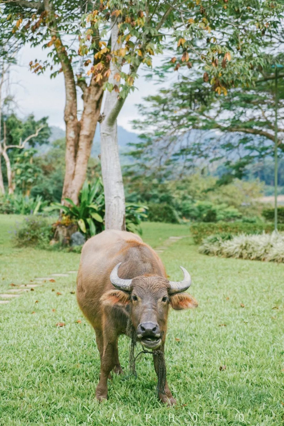 昆明自驾老挝超详细攻略,昆明老挝一日游