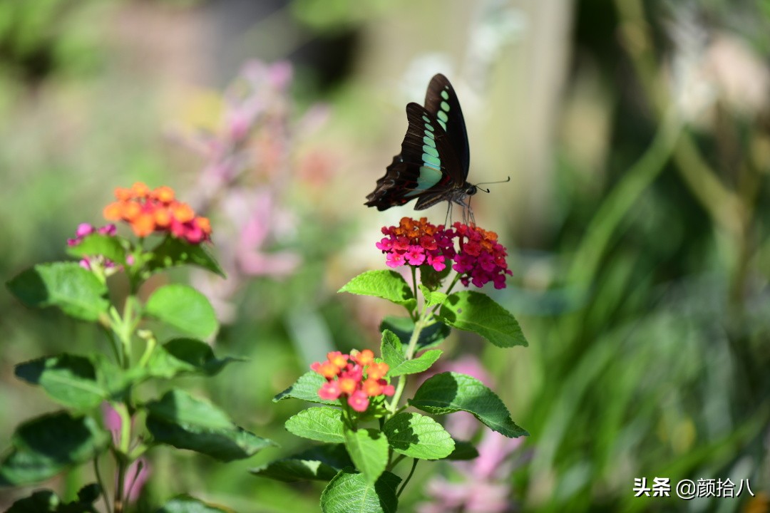 赶尽杀绝，花园里最痛恨的虫子|园丁