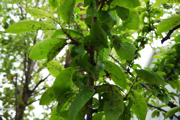 李树长了白色小虫怎么办,李树干长虫子怎么办