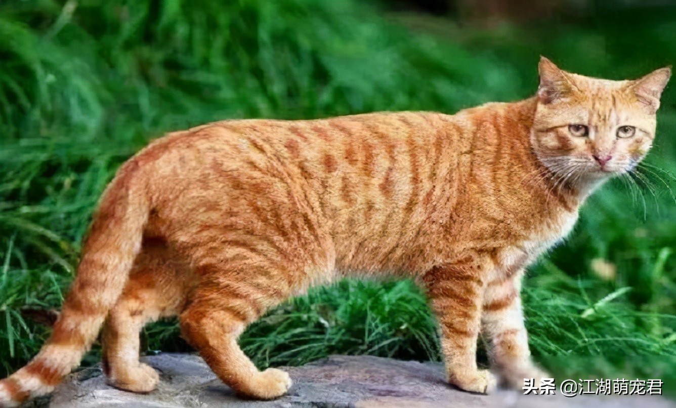 新手如何养猫田园猫,养田园猫的必备知识和技巧