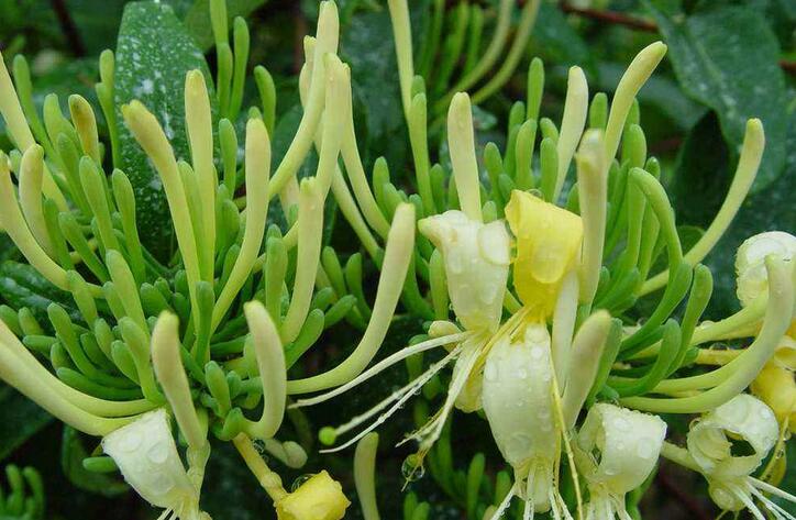 中药：忍的冬日一树红——金银木，*亲近**——忍冬藤和金银花