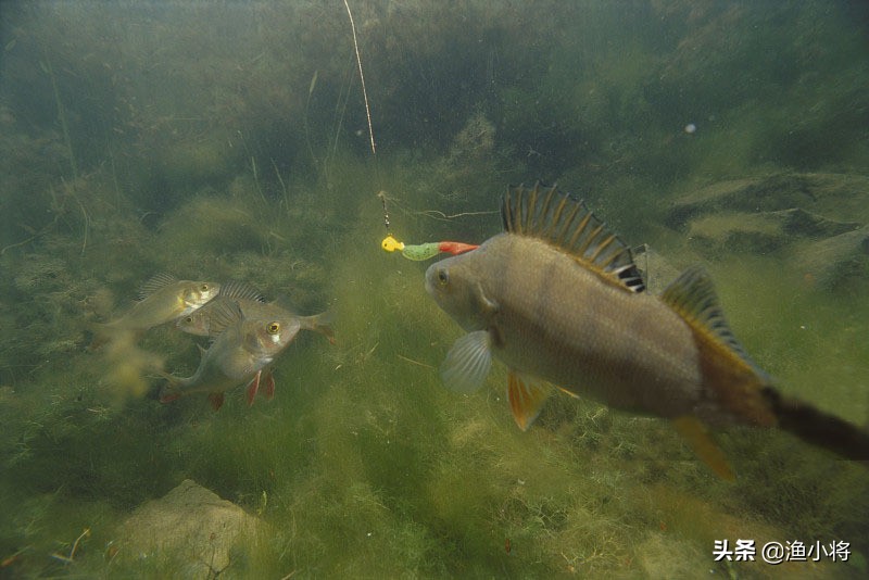 路亚新手入门级装备怎么选,路亚新手推荐装备搭配