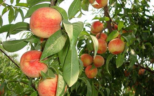 桃树杆上的桑白介壳虫什么时候治,春季桃树介壳虫防治