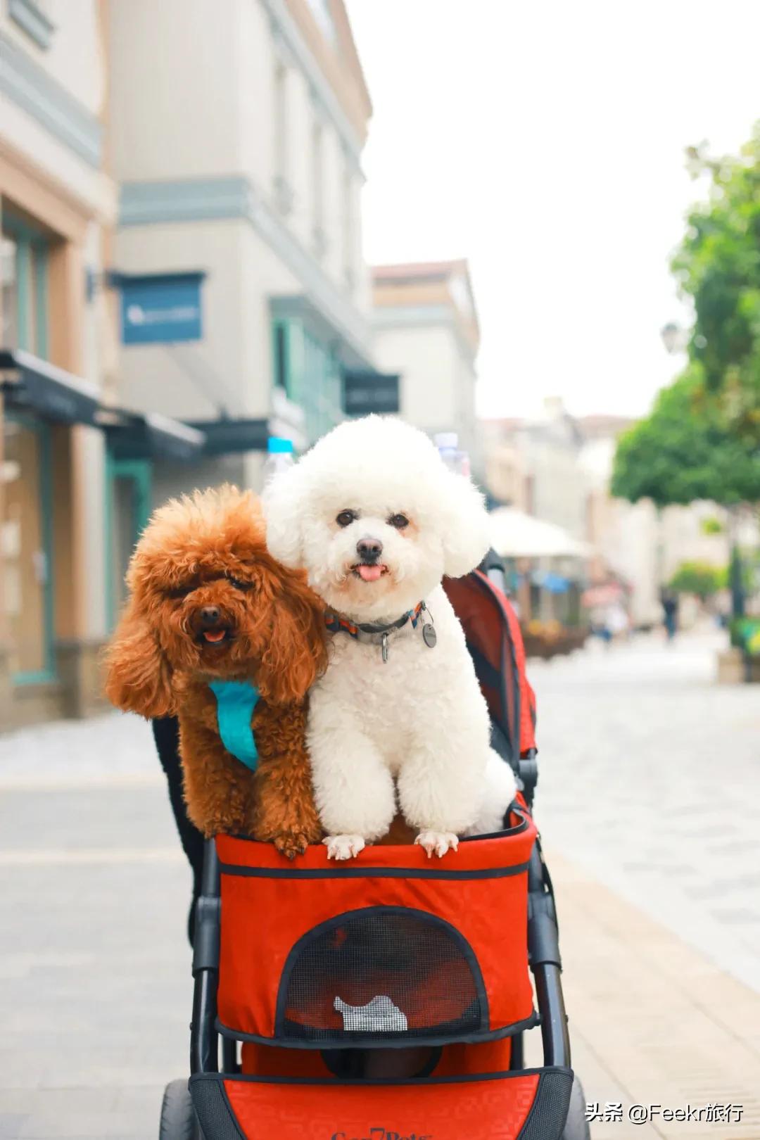 鑻忓窞娓哥帺瓒呯骇璇︾粏鏀荤暐浜斿ぉ,璺熺潃褰撳湴浜烘帰绱㈢殑鍦版柟