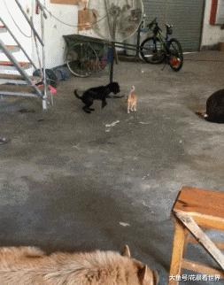 搞笑gif开心一刻满满的正能量,搞笑gif开心每一天