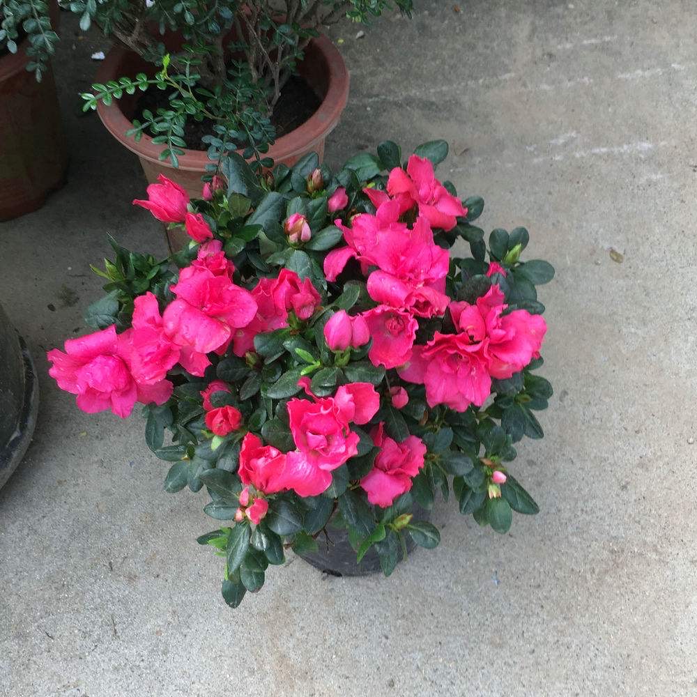 杜鹃花花苞下发新叶,养好杜鹃花用什么土最好