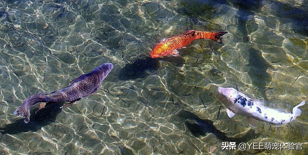 观赏鱼烂鳃烂鳍是什么原因,观赏鱼烂身感染了怎么治