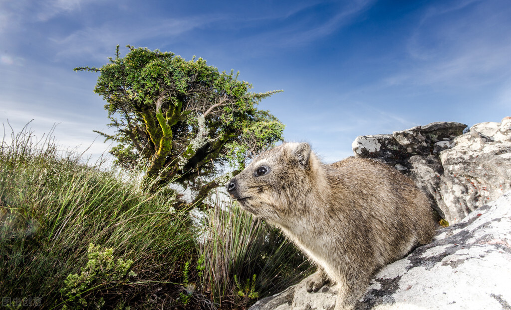 森林里的小老鼠童话故事,森林中的老鼠