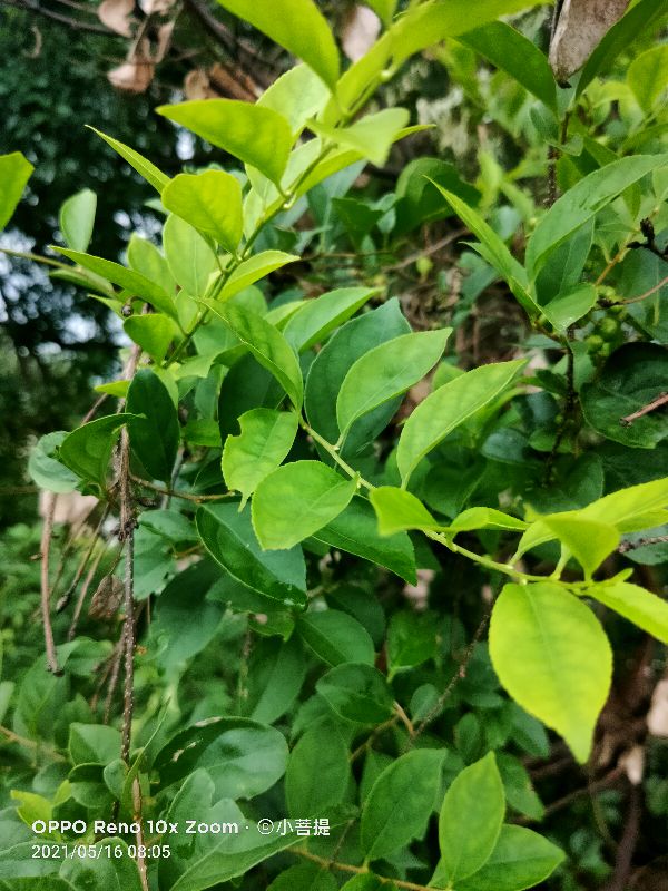 像蟒蛇一样的树,在丛林里看到了一条大蟒蛇