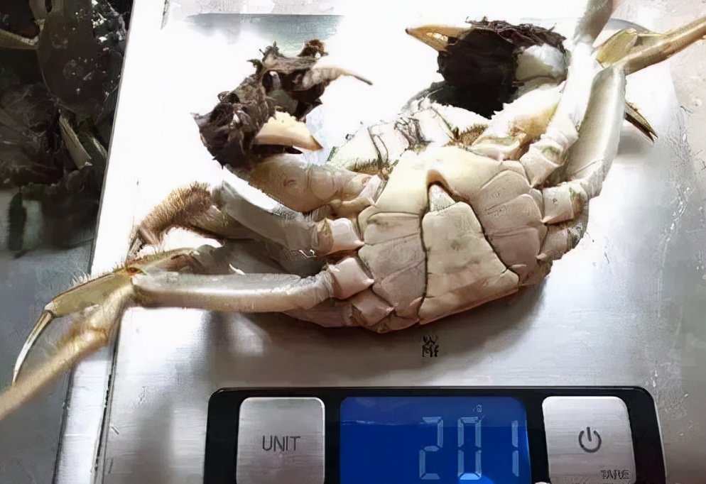 比利时大闸蟹泛滥怎么回事,来聊聊野生海鲜