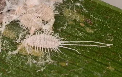 刺吸汁液、传病传毒、还会钻袋？葡萄粉介可真难缠