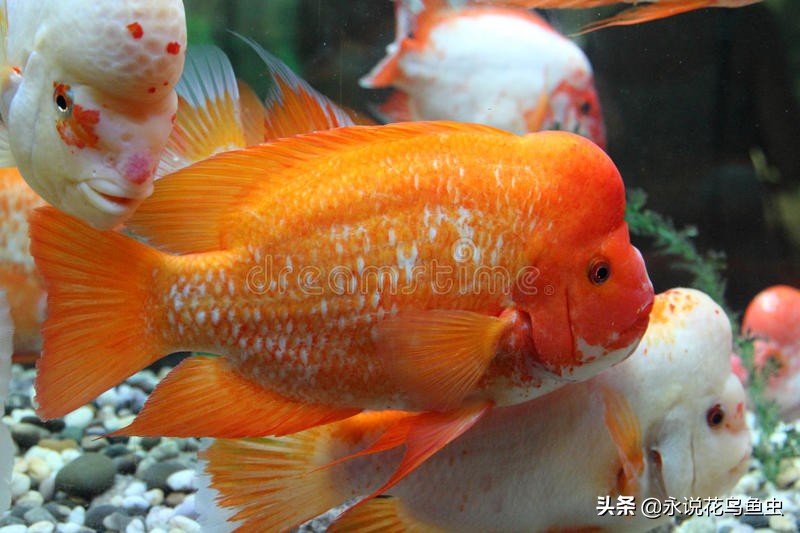 鹦鹉鱼病了要什么药,鹦鹉鱼病了咋治