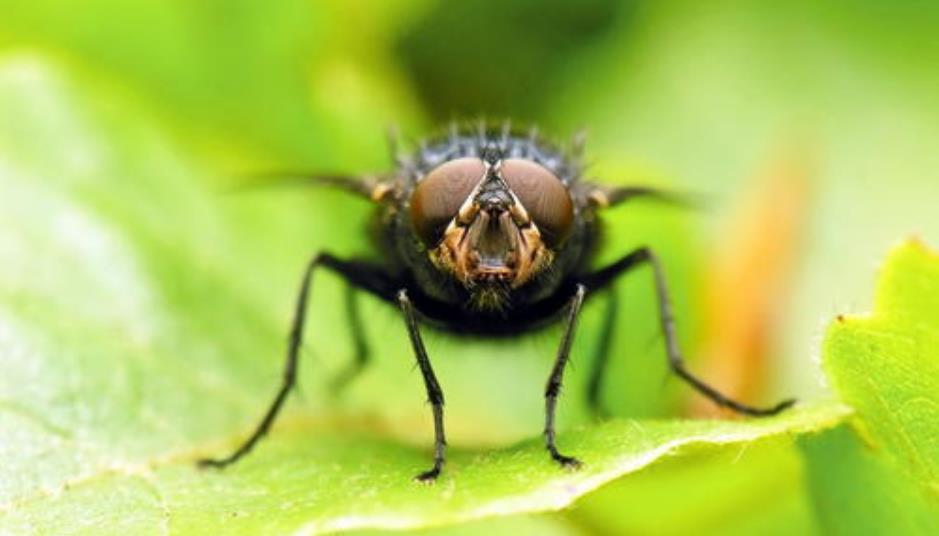 苍蝇爬到吃的食物上会怎样,苍蝇会爬到哪些食物上