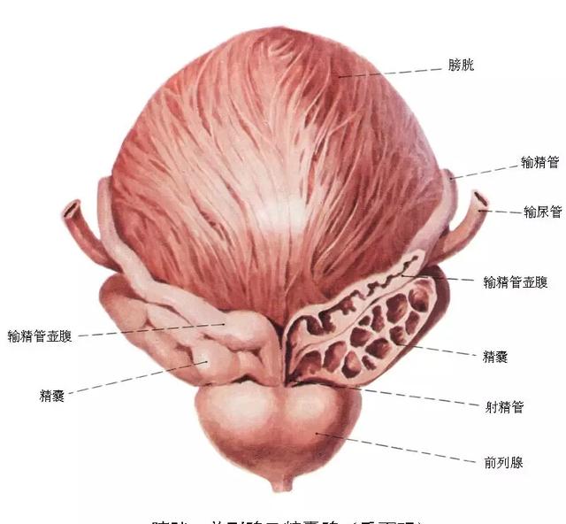 前列腺的生理功能是什么？前列腺为什么增生？