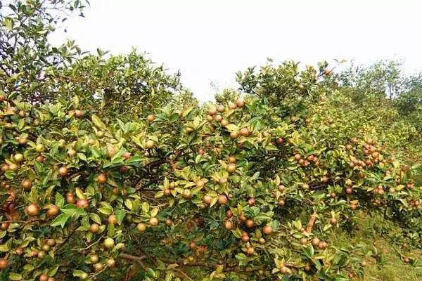 农村常见但不能吃的野果,这种野果营养价值很高