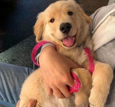 金毛幼犬的正确饲养方法,金毛幼犬轻微护食怎么办