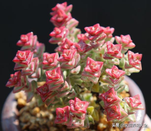 多肉放假了怎么养,5月份的多肉怎么养护