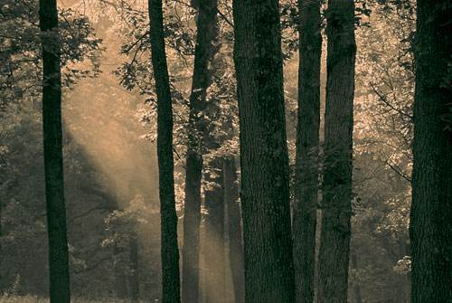 橡木=白橡木=北美白橡木？这种被冒充最多的家具木材，你了解吗？