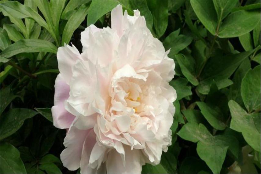 芍药花如何养殖和管理视频,芍药花栽培与养殖视频教学下载