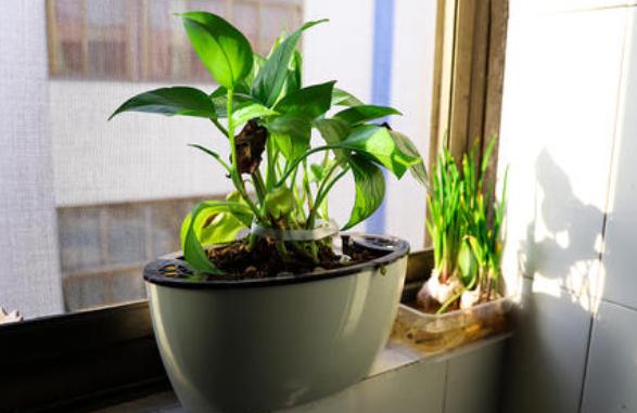 盆栽绿萝怎么养才能更旺盛小妙招,盆栽绿萝用什么营养素才好