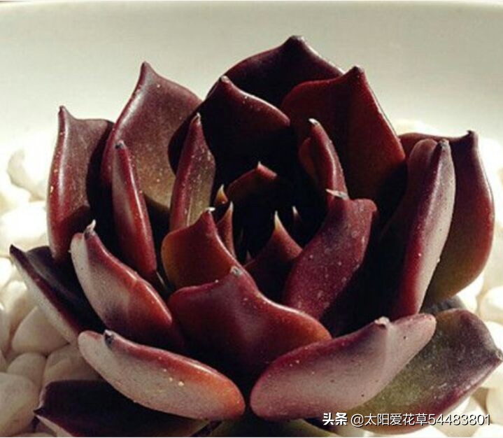 黑王子怎么养护多肉,多肉植物黑王子怎么养护视频讲解