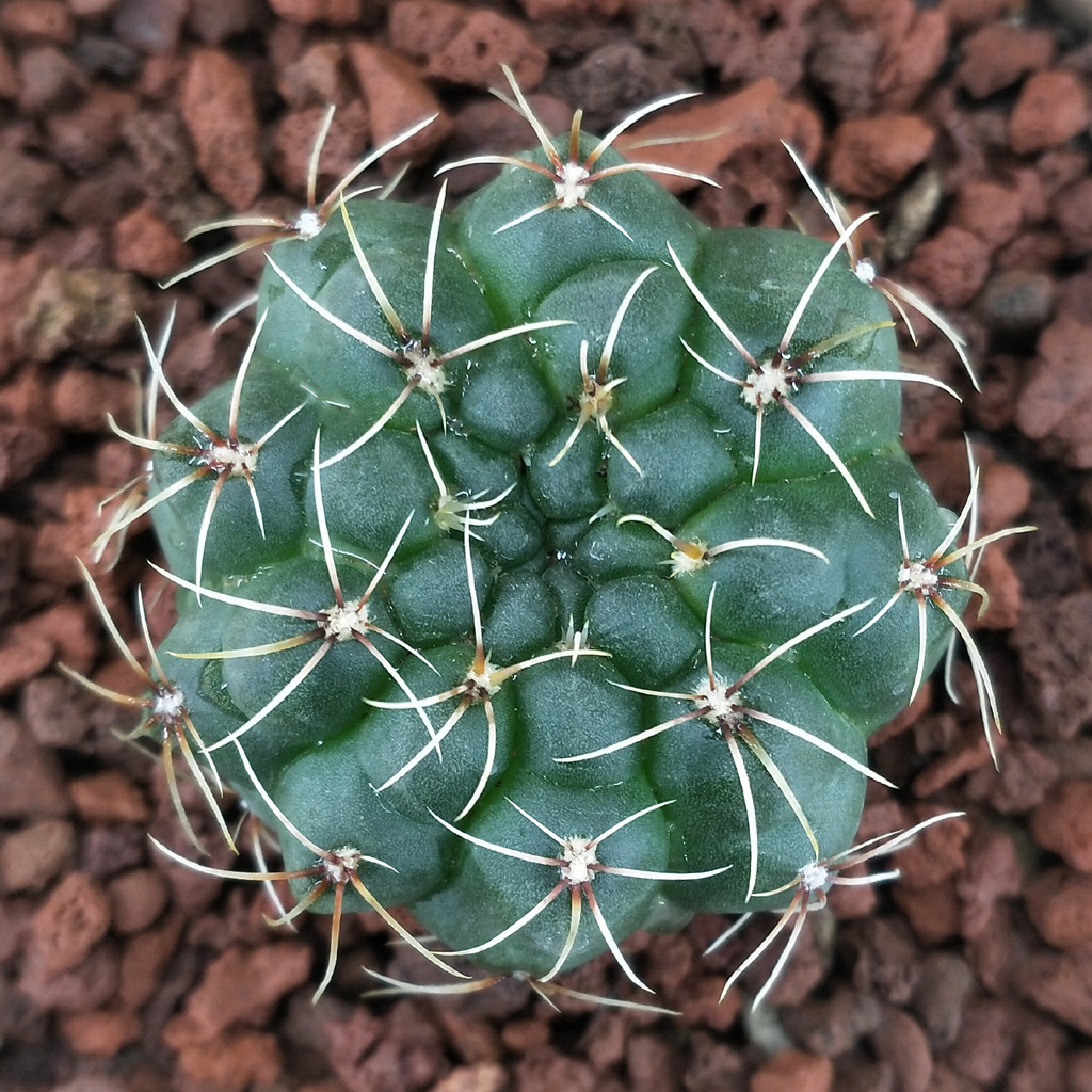 品种大全丨30个仙人球品种图鉴，每个都可爱肉萌到想要全部搬回家