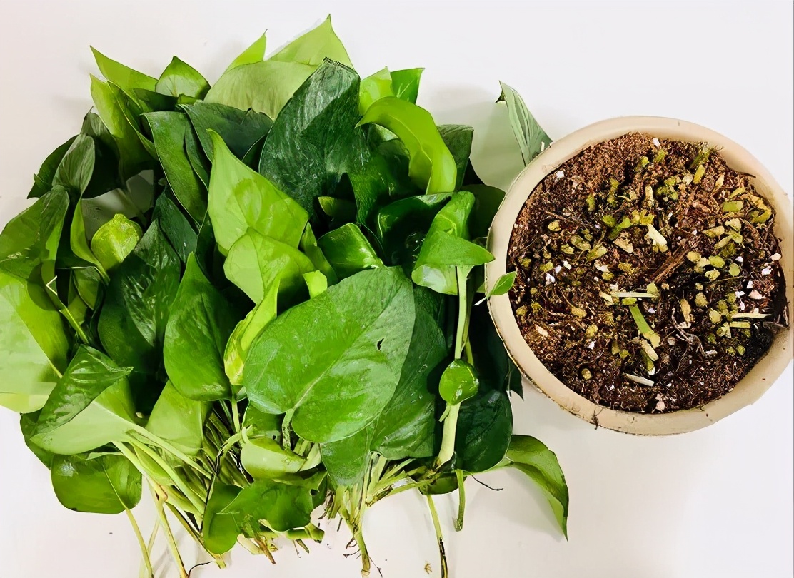 植物除甲醛效果最好吗,什么植物真正有效除甲醛