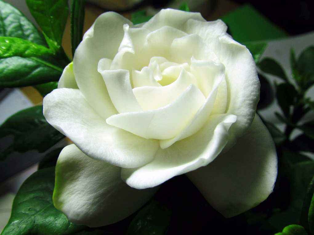 花语大全100种花的花语,100种象征着爱情的花的花语