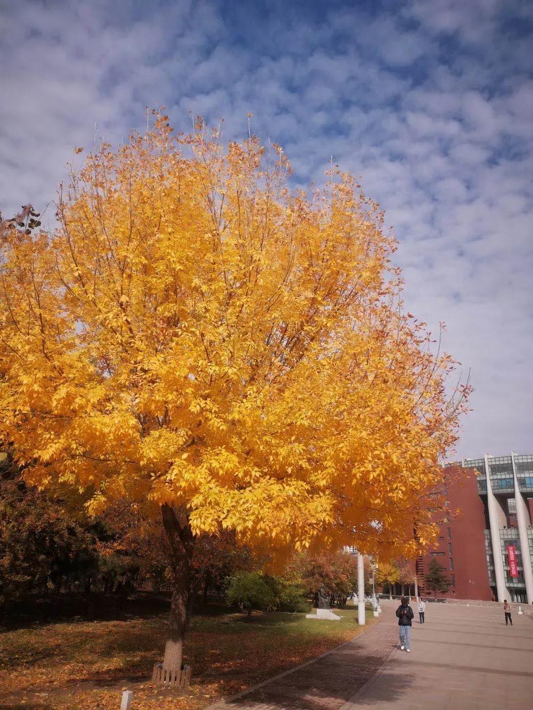 辽宁航空航天大学是211吗,院校介绍辽宁篇沈阳航空航天大学