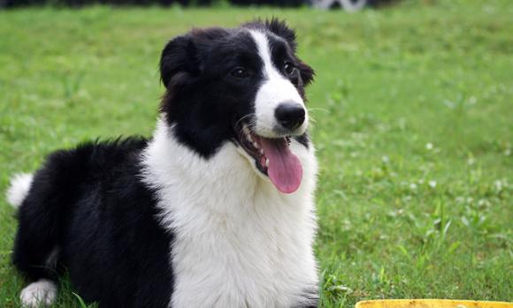 这五种狗狗价格感人，5千万一只要不要？