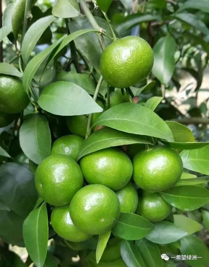 花生麸发酵无渣技术,花生麸无臭发酵方法要哪种红糖