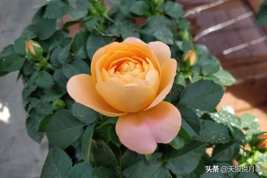 都说“最美人间四月天”，应该就是月季开花的模样吧！