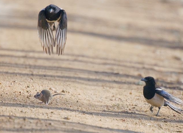 喜鹊吃麻雀幼鸟,喜鹊吃麻雀幼鸟吗
