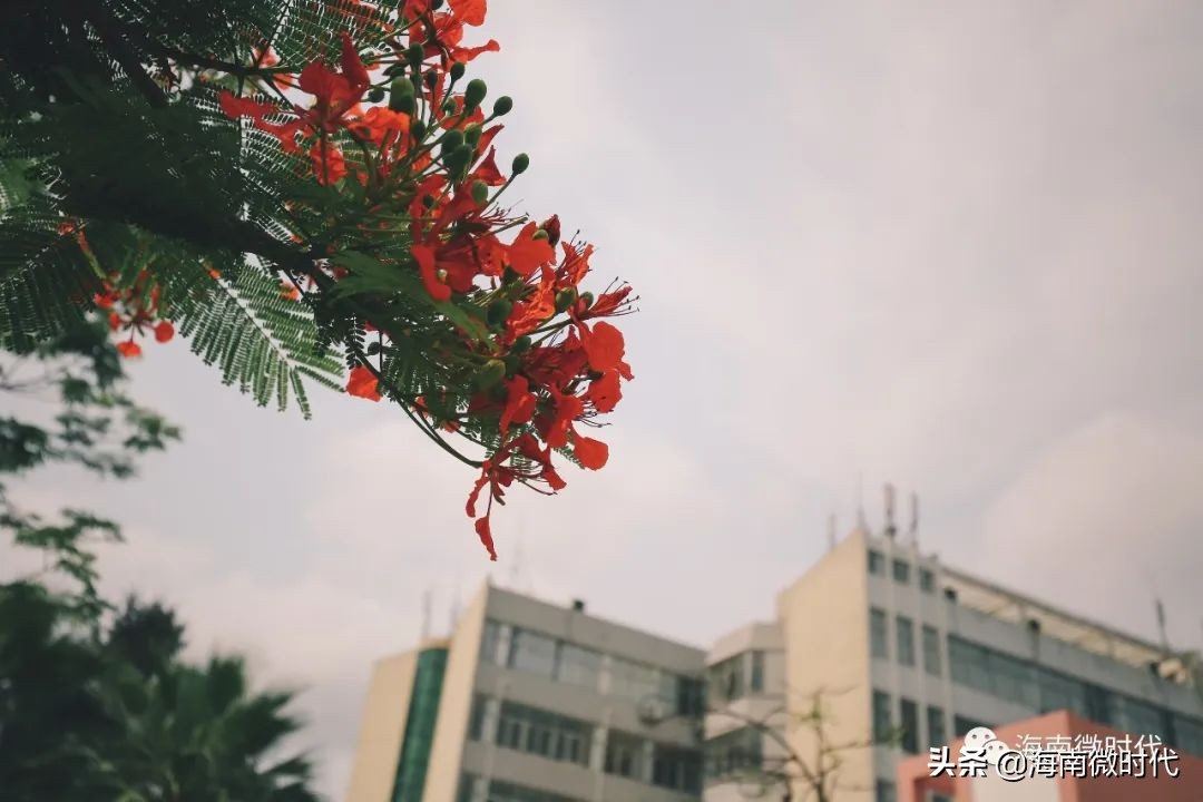 海南大学啥时候开学,海南大学研究生开学