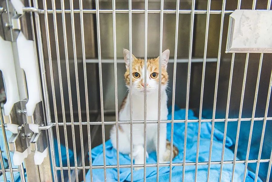 猫狗需要做绝育么,猫狗在家做绝育需准备什么