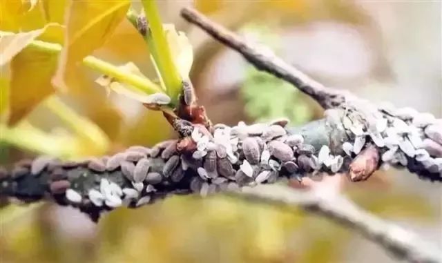 草履蚧预防季节,防窥膜看久了眼花