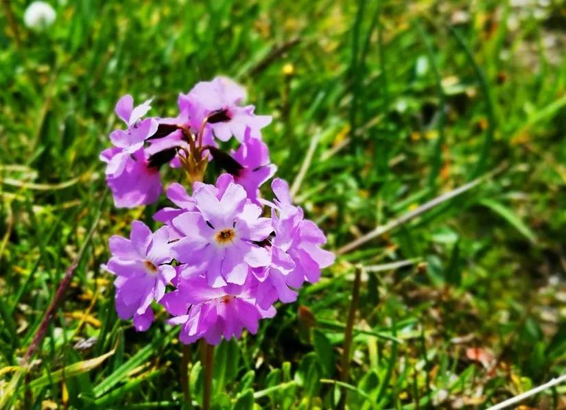 贡嘎山的徒步,贡嘎雪山大环线徒步游记