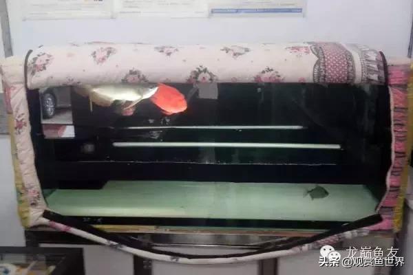 龙鱼掉眼的防治,预防龙鱼掉眼的方法你知道多少呢